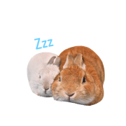 Rabbit_maruyuki Rabbit_maruyuki