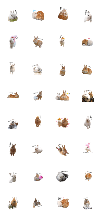 Rabbit_maruyuki Rabbit_maruyuki