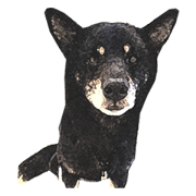 shibainu-musashi sticker shibainu-musashi sticker