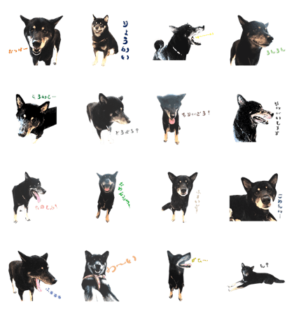 shibainu-musashi sticker shibainu-musashi sticker