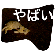 stray cats in the neighborhood stray cats in the neighborhood