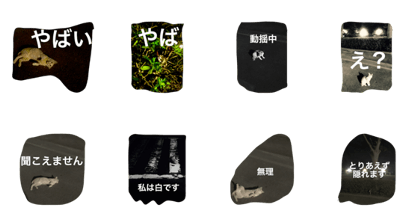 stray cats in the neighborhood stray cats in the neighborhood