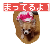 pretty chiwawa pretty chiwawa