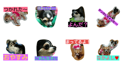 pretty chiwawa pretty chiwawa