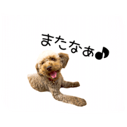 toy poodle's kansai dialect toy poodle's kansai dialect