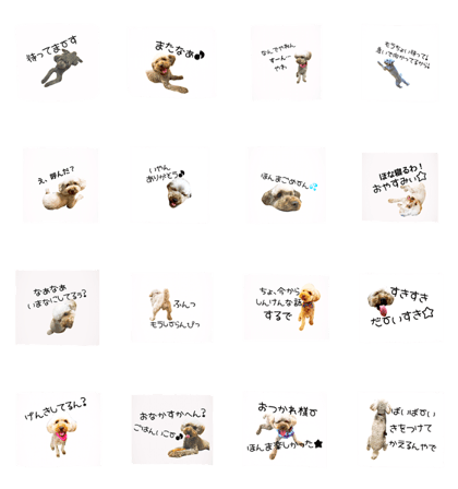 toy poodle's kansai dialect toy poodle's kansai dialect