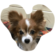 papillon Chihuahua papillon Chihuahua