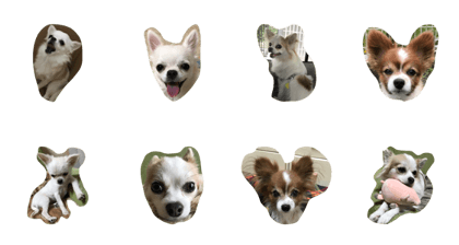 papillon Chihuahua papillon Chihuahua