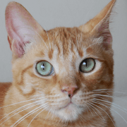 My Cat Hanio for Ogawa San My Cat Hanio for Ogawa San