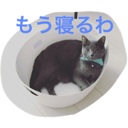 Konnyaku of a cat Konnyaku of a cat