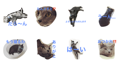 Konnyaku of a cat Konnyaku of a cat