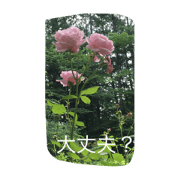 Stamp of a flower having the rose