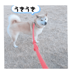 可愛い柴犬やボストンスタンプ