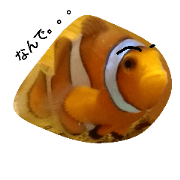 animals+eyebrows! animals+eyebrows!