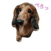 bell dachshund bell dachshund