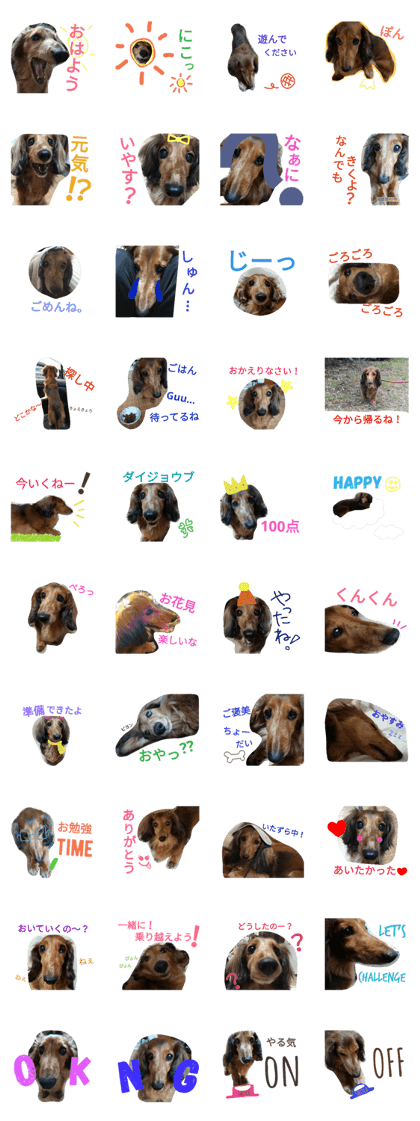 bell dachshund bell dachshund