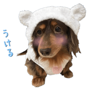 Bear dachshund