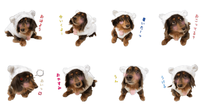 Bear dachshund