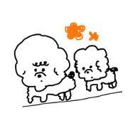 Fight! bichon frise Fight! bichon frise