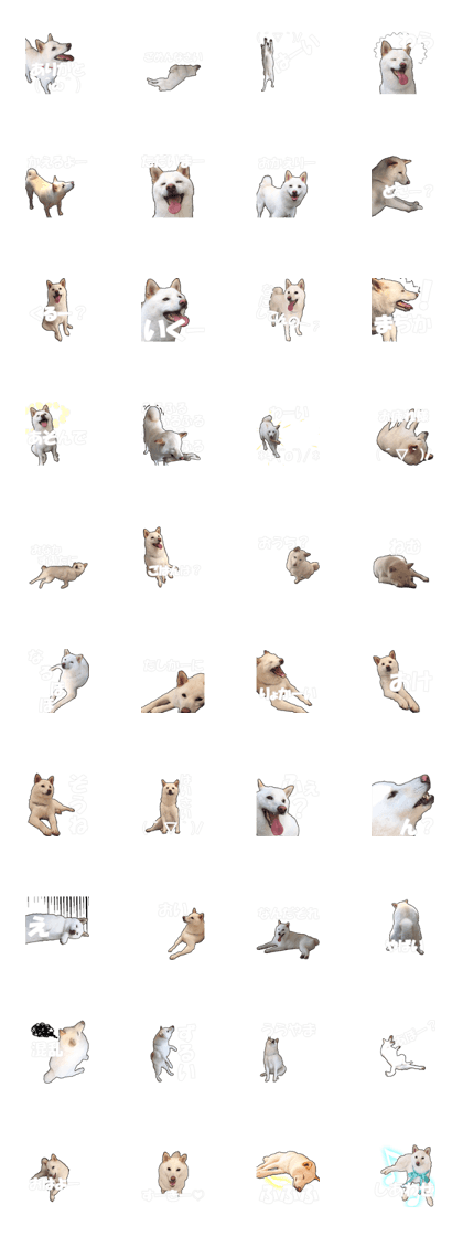 SHIBAINU SHIRO @ Daily use sticker
