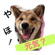 gomashibainu tukushi2