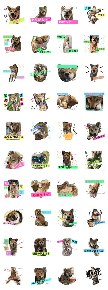 gomashibainu tukushi2