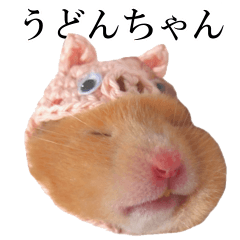 golden hamster 'Udonchan'