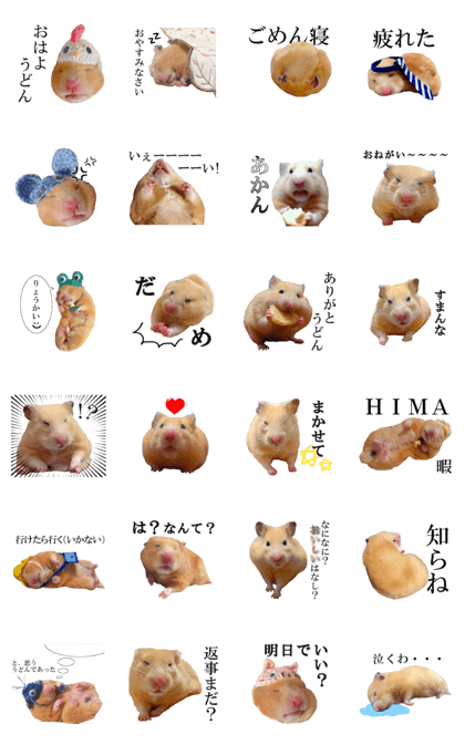 golden hamster 'Udonchan' golden hamster 'Udonchan'