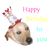 Labrador retriever photo Sticker Labrador retriever photo Sticker