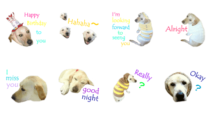 Labrador retriever photo Sticker Labrador retriever photo Sticker