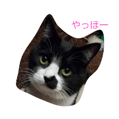 Tomomi_20210605183614