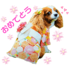 cavalier  ragamuffin