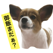 COBY&FUKU2