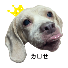 我是咪咪呀٩(˃̶͈̀௰˂̶͈́)و