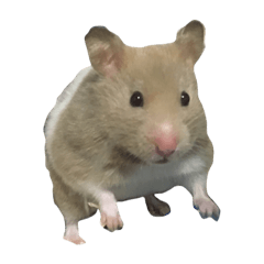 Hamster Bell photo sticker