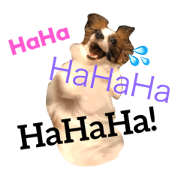 Happy's life