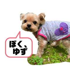 Ponzu_20210605203922