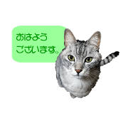Cat-friends