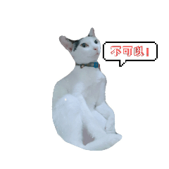 說不..!的貓!