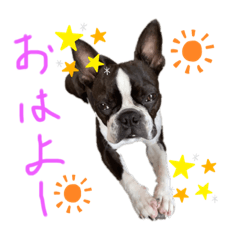 Boston terrier Nory stamp