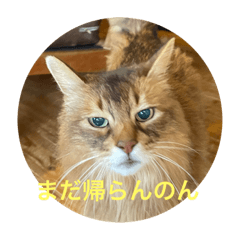 suzu_20210605215821