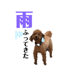 momoko_20210606105359