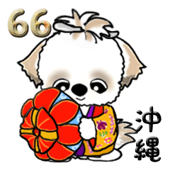 シーズー犬66『沖縄』