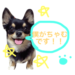chamu mizuno