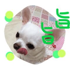 HANAchihuahua