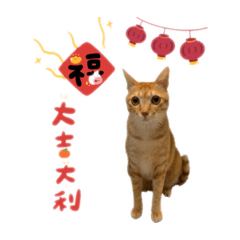 橘貓咪咪嗶莫