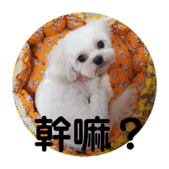 我們這一家-大俠愛吃漢堡寶