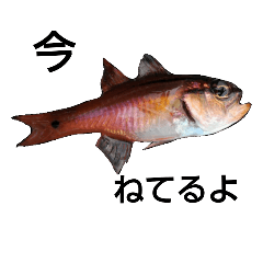 Barface cardinalfish