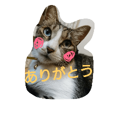 azuki.2
