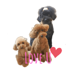 The life with toy poodles!